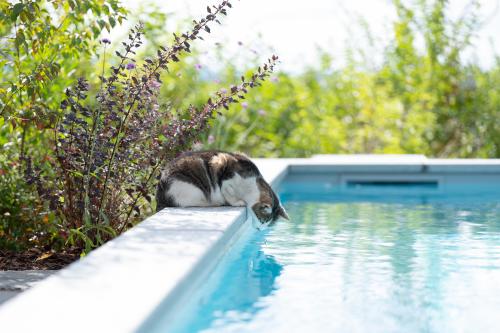 Chat qui se penche sur l'eau d'une piscine