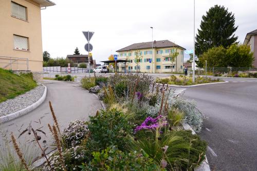 Massif de plantes aux abords d'une route cantonale