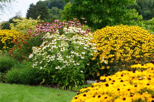 Massif de vivaces et graminées en fleurs