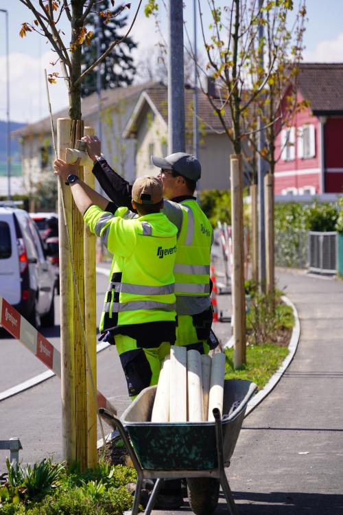 Jardinier qui forme un apprenti lors de travaux de plantation