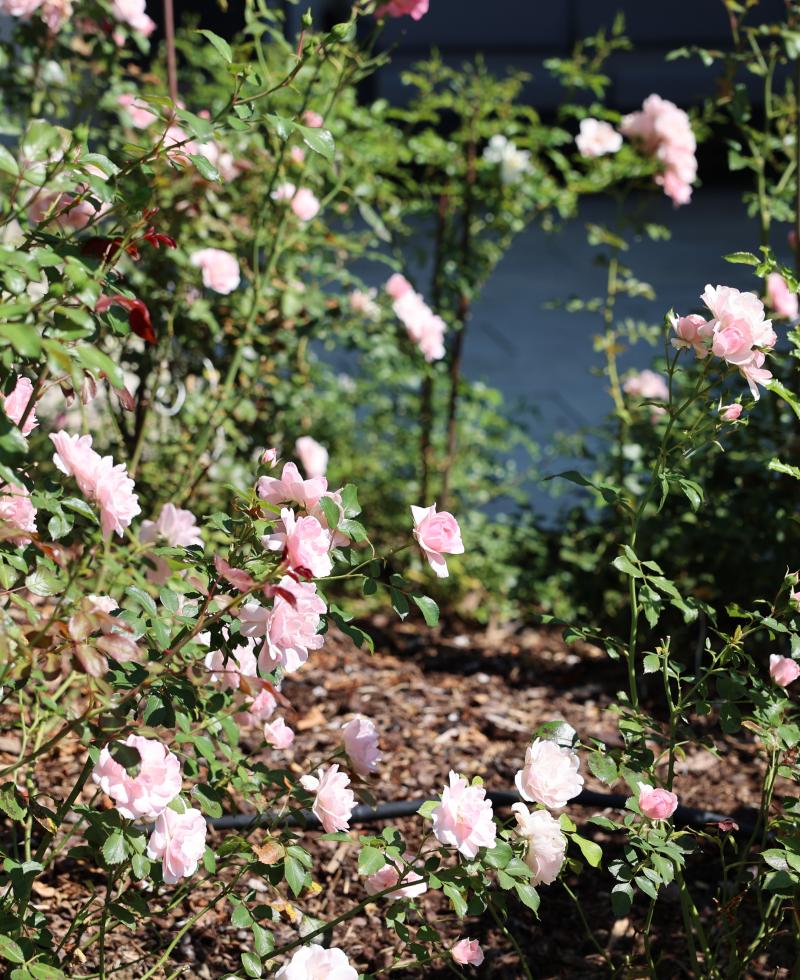 Jardin rénové