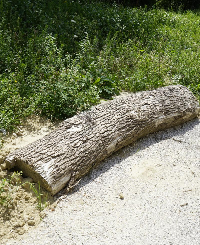 Tronc d'arbre en bois