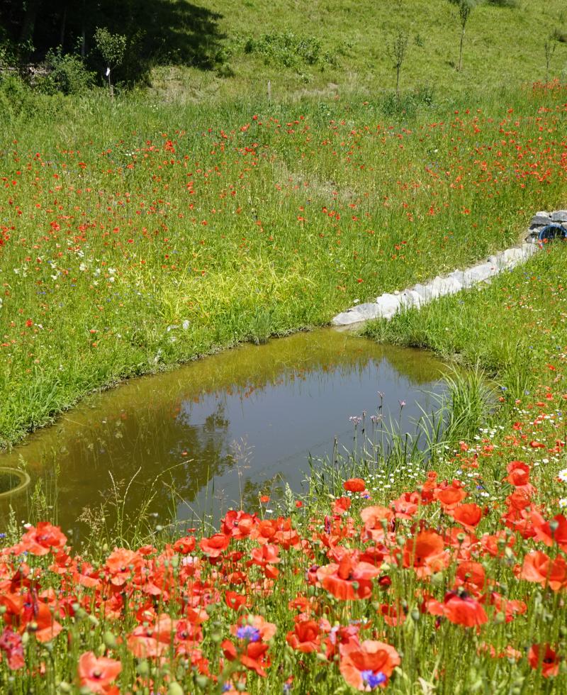 Bassin d'infiltration des eaux